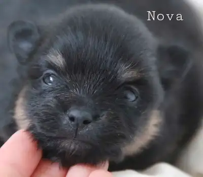Pomeranian puppies, View more