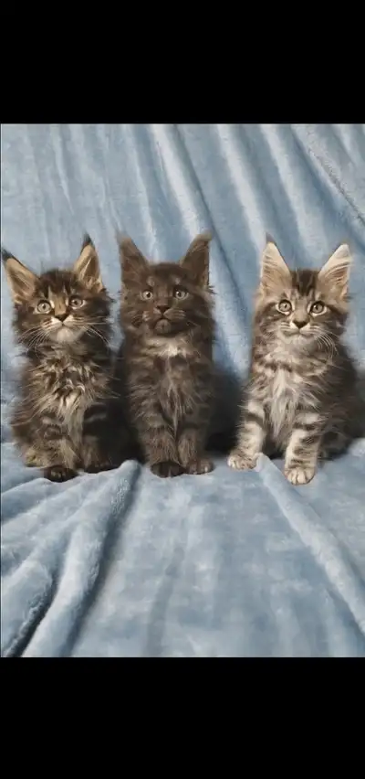 XXL Maine coon kittens, View more