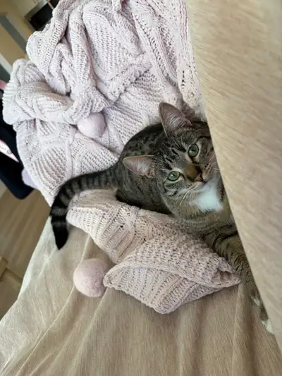 cat rehome, View more