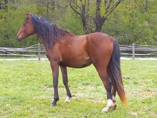 3yo Purebred Arabian filly in Horses & Ponies for Rehoming in Owen Sound - Image 6