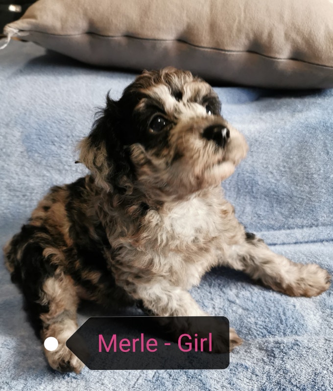 Mini/Toy Poodles Rare Colors and Patterns Dogs & Puppies for