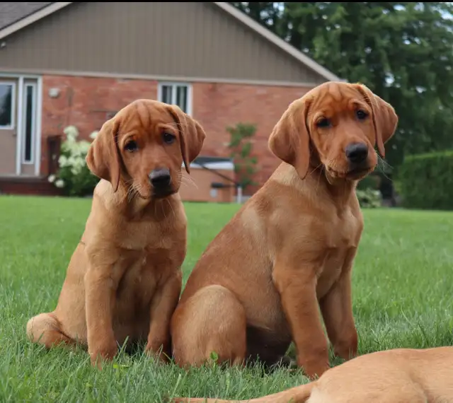CKC Fox Red Lab Guardian Program in Dogs & Puppies for Rehoming in Norfolk County - Image 5