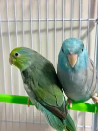 Parrotlet breeding pair 