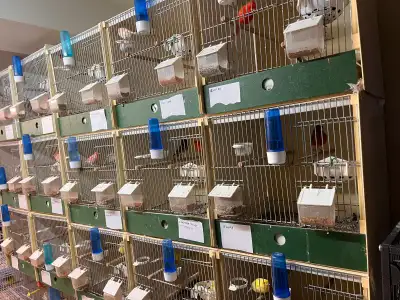 3 cages for sale, View more
