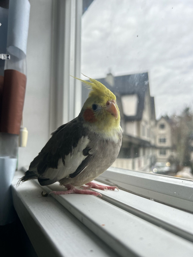 LOST BIRD in Animal & Pet Services in North Shore - Image 2