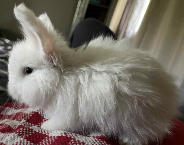 Purebred BEW English Angora Bunnies -  Ready to Go September 15 in Small Animals for Rehoming in Ottawa