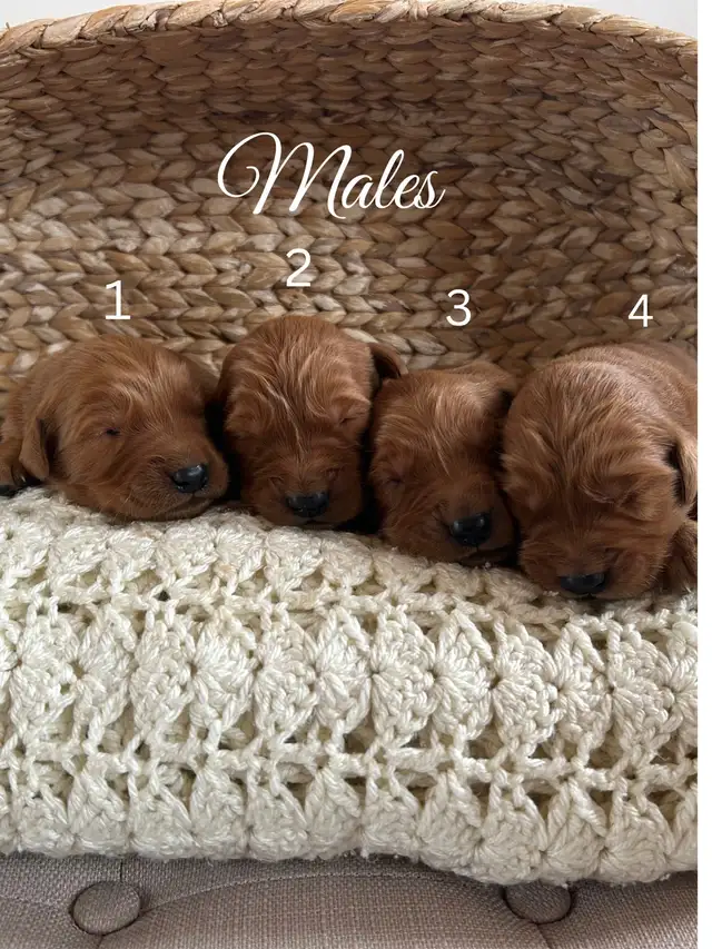 Golden Retriever Puppies *SOLD* in Dogs & Puppies for Rehoming in Winnipeg - Image 4