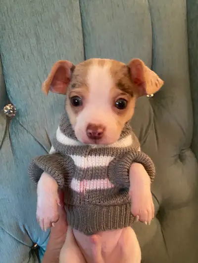 Beautiful Chihuahua Puppies, View more