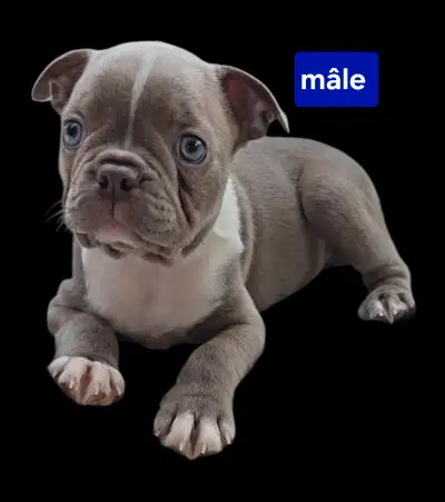 Boston terrier lilas, View more
