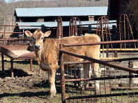 Brown Swiss Hiefer 