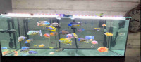 African Cichlid Show Males for sale
