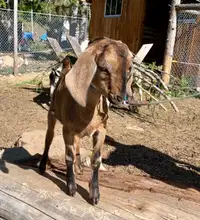 Nubian Goats, two polled males. Super friendly.