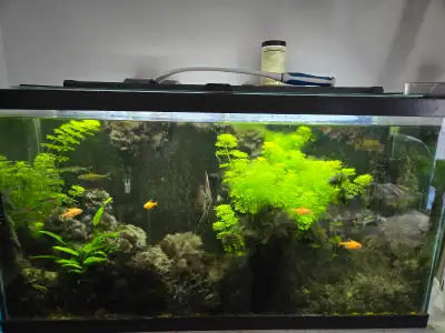 30 gallon Complete Tank Setup, View more
