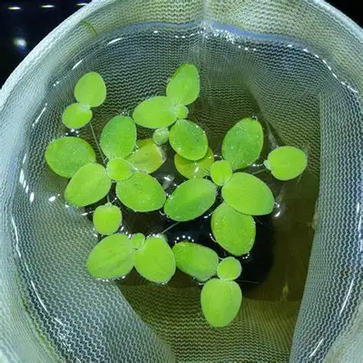 Dwarf Water Lettuce, View more