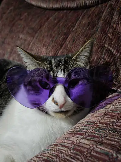 Looking to rehome our cat, View more