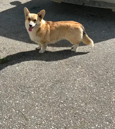 female welsh pembroke corgi , View more