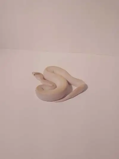 baby ball pythons for sale, View more