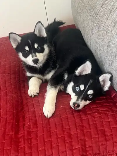 Pomsky !!, View more