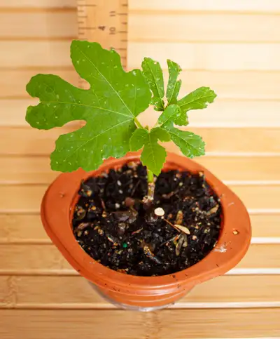 Small Indoor Plant: Fig, View more