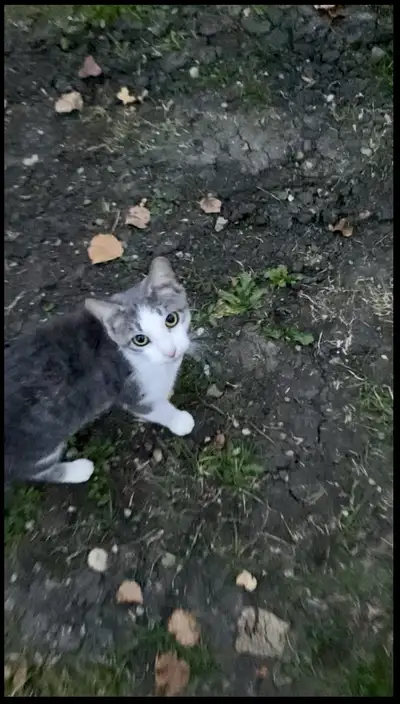 female kitty looking for a new home, View more