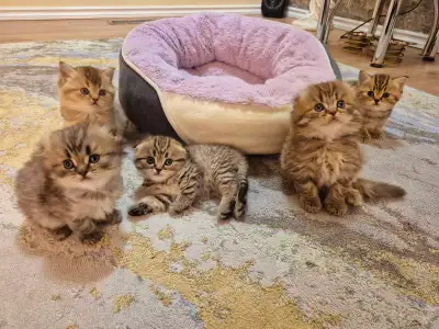 Scottish and brittish fold kittens, View more