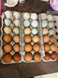 Fertilized Hatching Eggs