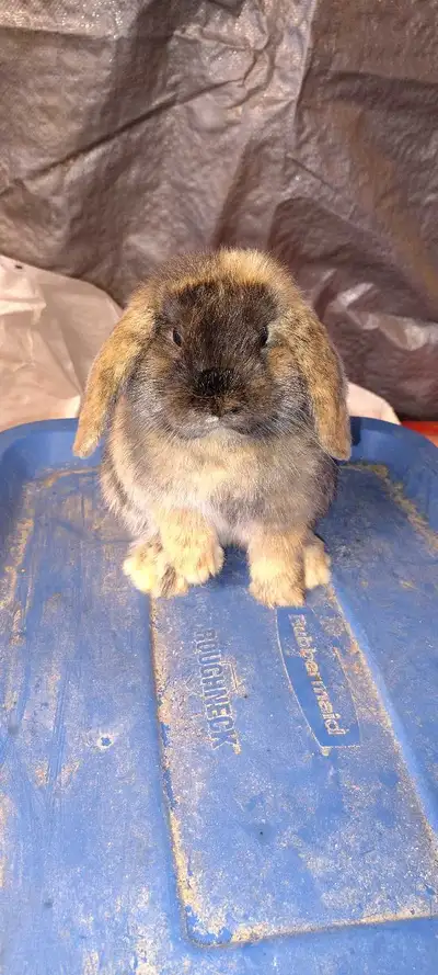 male. Holland lop, youngster, View more