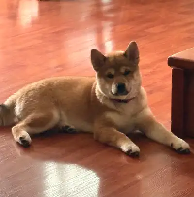 Sheba Inu, View more