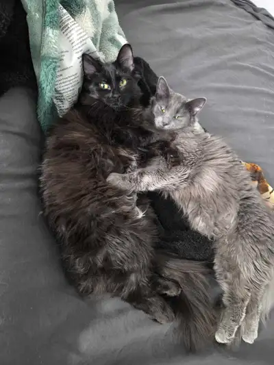 2 cats for rehome, View more