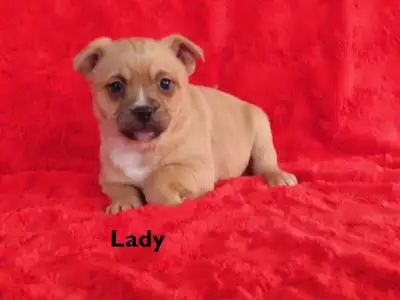 Boston mix. , View more