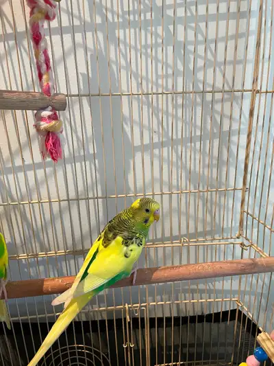 2.5 months old budgies/ parakeets are looking for new home, View more