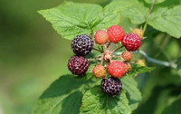 NATIVE PERENNIAL BLACKCAP RASPBERRY PLANTS