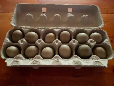 Hatching Ring Neck  Pheasant Eggs, View more