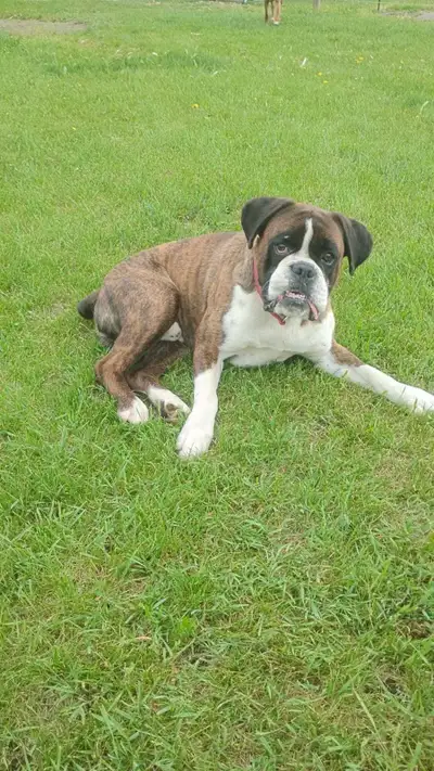 Purebred Boxer Puppy , View more