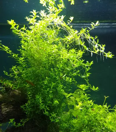 Pearlweed 40 stems 4-6" tall for $10, View more