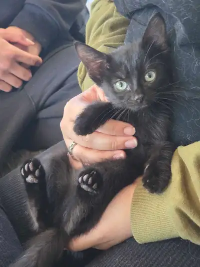 Baby kittens looking for new home, View more