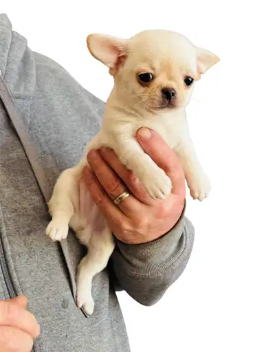 Chihuahua  puppies, View more