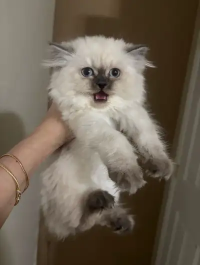 Wanted: Atticus the Ragdoll Manx Kitten from Ottawa , View more