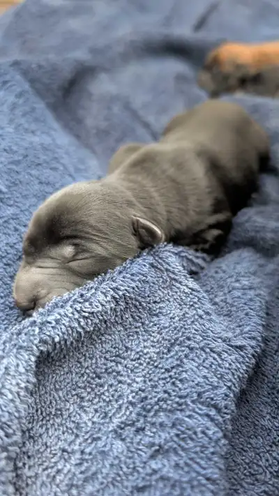 Black Malinois Puppies, View more