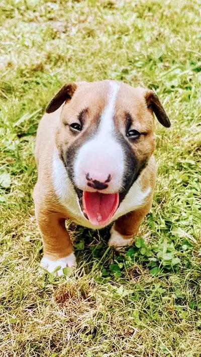 Wonderful  Bull Terrier ! Ready to go ❤️, View more
