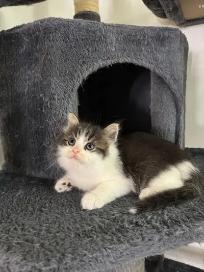 Cute Kittens, View more