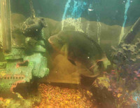 large green  cichlid 