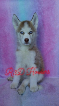 Siberian husky