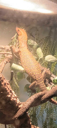  Captive bred Quince monitor