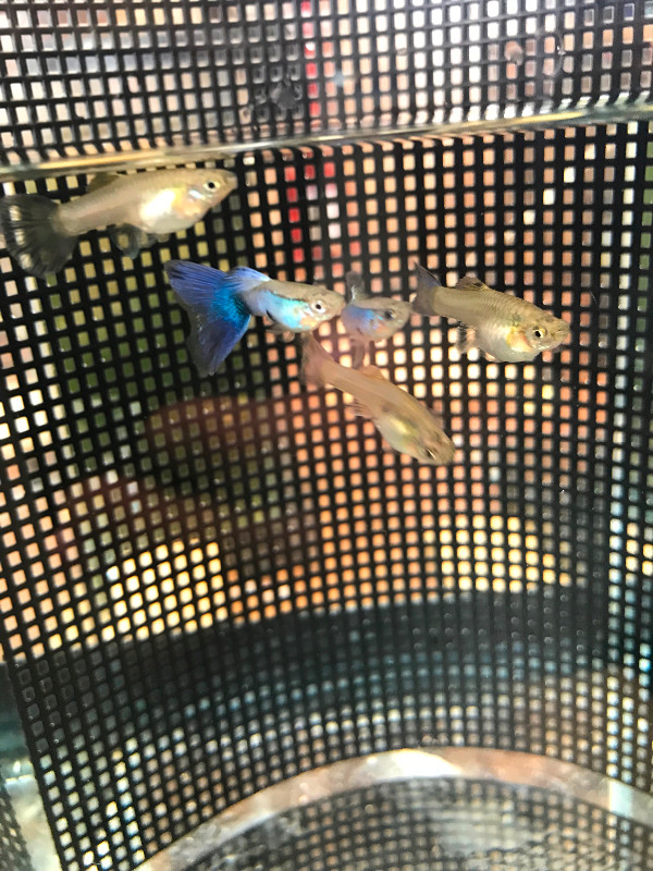 Two Young Trios of Blue Singa Guppies for Sale in Fish for Rehoming in Oshawa / Durham Region