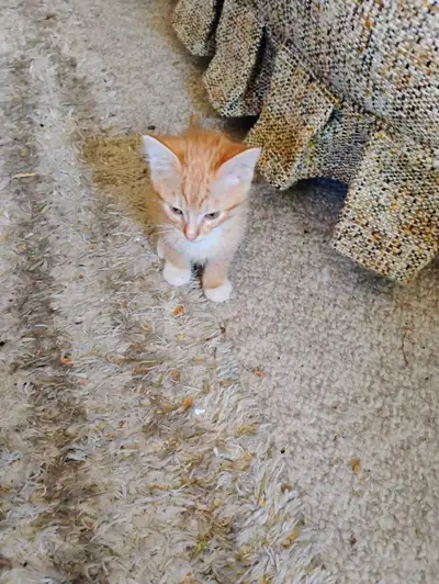 I have five kittens for rehoming.Males and females. They all are people kitten's the more you pet th...