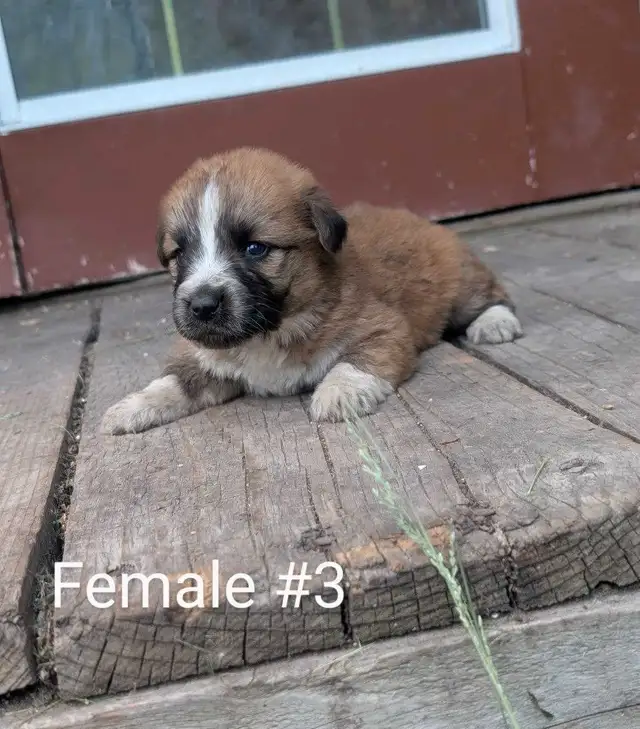Mini Australian in Dogs & Puppies for Rehoming in Winnipeg - Image 8