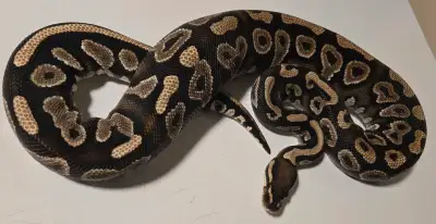 1000g+ 0.1 Blackhead Yellowbelly eats FT mediums. Asking $200 or trade