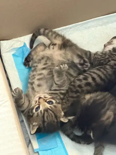 kittens for rehoming, View more