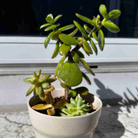 Jade plant with succulents 